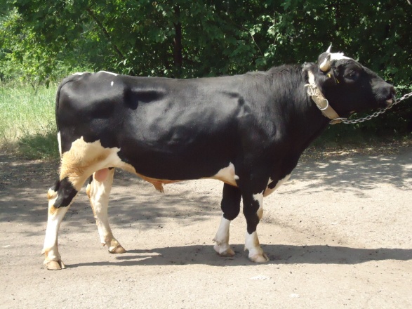 НАГАН 951525 ET КСГФ-219